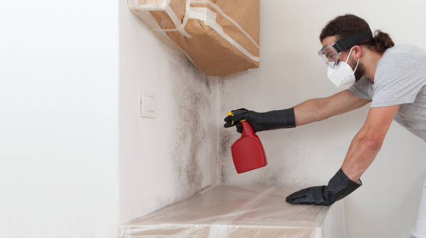 Basement Mold Remediation treatment on basement walls in Lillington