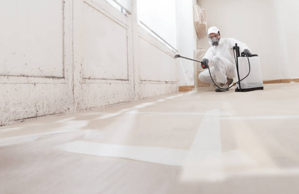 Black mold remediation team in Lillington